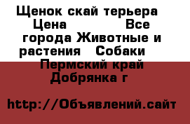 Щенок скай терьера › Цена ­ 20 000 - Все города Животные и растения » Собаки   . Пермский край,Добрянка г.